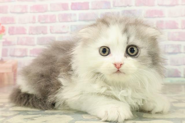 山形県のスコティッシュフォールド (Coo&RIKUイオンタウン酒田店/2025年10月5日生まれ/男の子/シルバータビーホワイト)の子猫の3枚目の画像