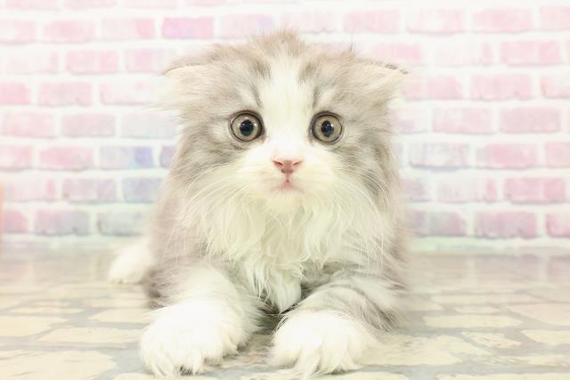 北海道のスコティッシュフォールド (Coo&RIKU札幌西店/2025年10月5日生まれ/男の子/シルバータビーホワイト)の子猫の1枚目の画像