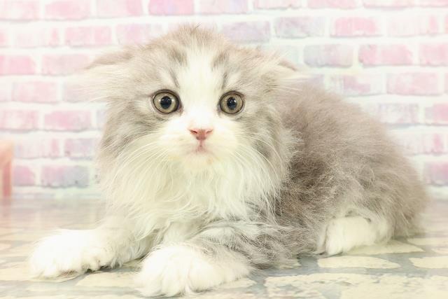 北海道のスコティッシュフォールド (Coo&RIKU札幌西店/2025年10月5日生まれ/男の子/シルバータビーホワイト)の子猫の2枚目の画像