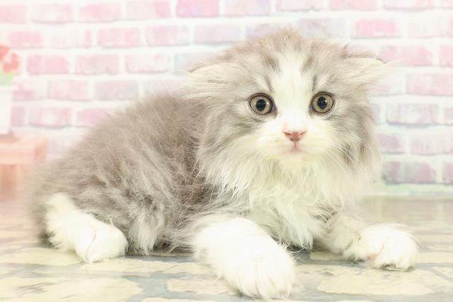 北海道のスコティッシュフォールド (Coo&RIKU札幌西店/2025年10月5日生まれ/男の子/シルバータビーホワイト)の子猫の3枚目の画像