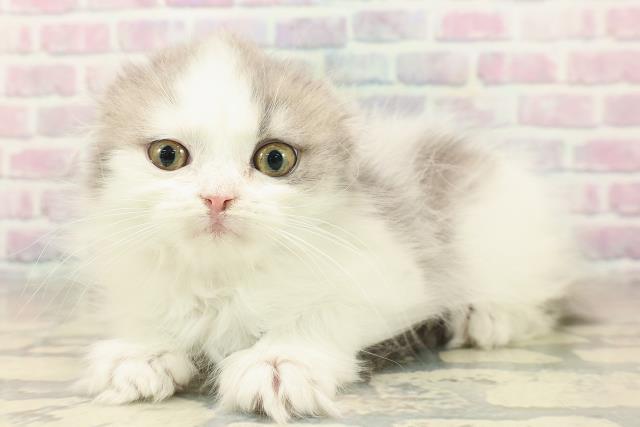 東京都のスコティッシュフォールド (Coo&RIKU秋葉原店/2025年10月1日生まれ/女の子/ブルータビーホワイト)の子猫の2枚目の画像