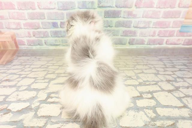 東京都のスコティッシュフォールド (Coo&RIKU秋葉原店/2025年10月1日生まれ/女の子/ブルータビーホワイト)の子猫の4枚目の画像