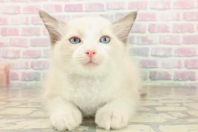山形県のラグドール (Coo&RIKUイオンタウン酒田店/2025年9月30日生まれ/男の子/ブルーポイントバイカラー)の子猫の1枚目の画像