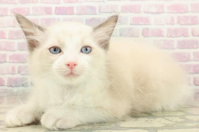 山形県のラグドール (Coo&RIKUイオンタウン酒田店/2025年9月30日生まれ/男の子/ブルーポイントバイカラー)の子猫の2枚目の画像