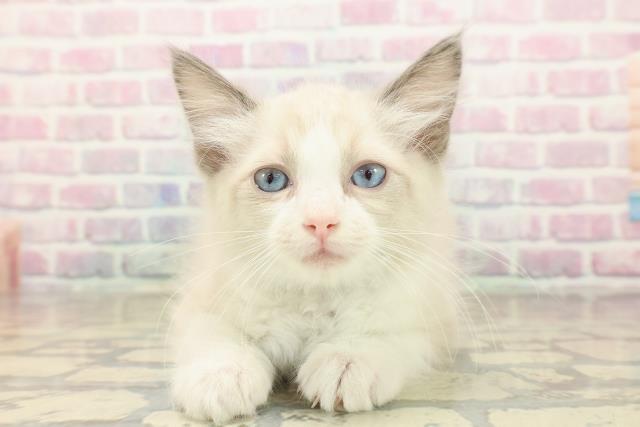 北海道のラグドール (Coo&RIKU函館店/2025年9月30日生まれ/男の子/ブルーポイントバイカラー)の子猫