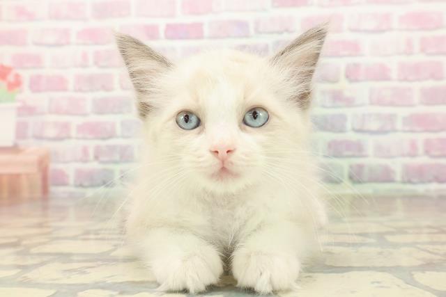 新潟県のラグドール (Coo&RIKUイオンモール新発田店/2025年9月30日生まれ/女の子/ブルーポイントバイカラー)の子猫の1枚目の画像