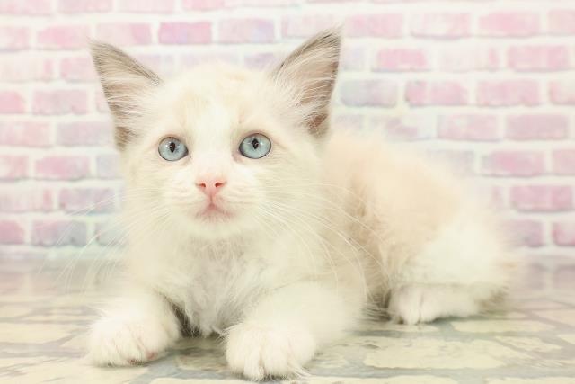 新潟県のラグドール (Coo&RIKUイオンモール新発田店/2025年9月30日生まれ/女の子/ブルーポイントバイカラー)の子猫の2枚目の画像