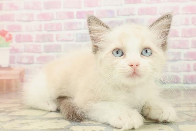 新潟県のラグドール (Coo&RIKUイオンモール新発田店/2025年9月30日生まれ/女の子/ブルーポイントバイカラー)の子猫の3枚目の画像