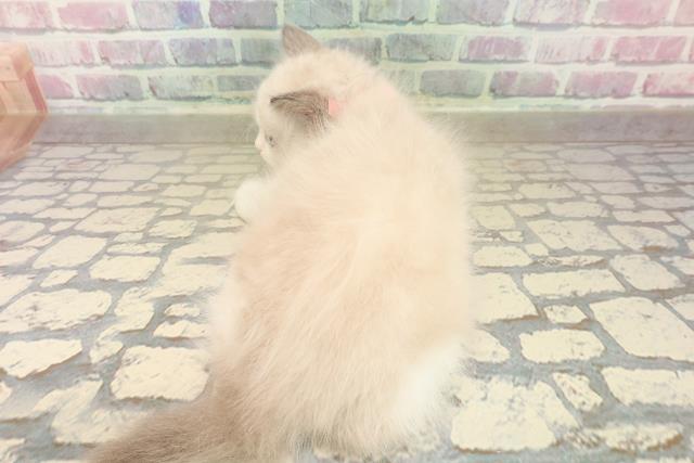 新潟県のラグドール (Coo&RIKUイオンモール新発田店/2025年9月30日生まれ/女の子/ブルーポイントバイカラー)の子猫の4枚目の画像