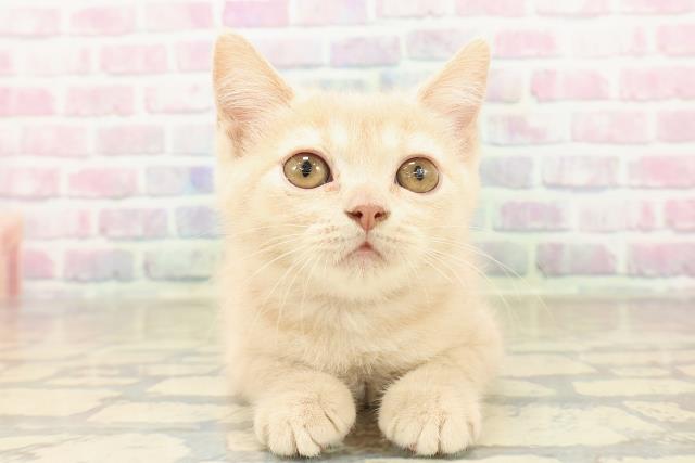 ブリティッシュショートヘアー