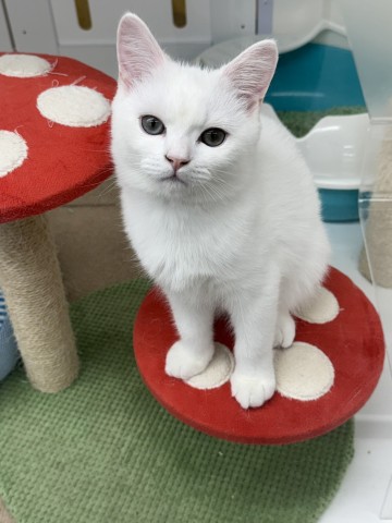 長野県のミヌエット (Coo&RIKU綿半上田店/2025年9月11日生まれ/男の子/ホワイト)の子猫の4枚目の画像