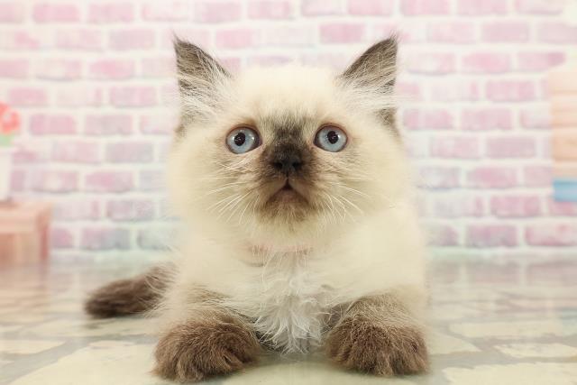 神奈川県のヒマラヤン (Coo&RIKU長津田店/2025年9月26日生まれ/女の子/シールポイント)の子猫