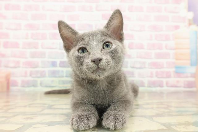 ロシアンブルー