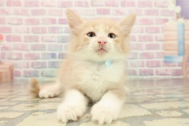 東京都のノルウェージャンフォレストキャット (Coo&RIKU阿佐ヶ谷店/2025年10月5日生まれ/男の子/クリームタビーホワイト)の子猫の1枚目の画像