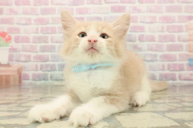 東京都のノルウェージャンフォレストキャット (Coo&RIKU阿佐ヶ谷店/2025年10月5日生まれ/男の子/クリームタビーホワイト)の子猫の2枚目の画像