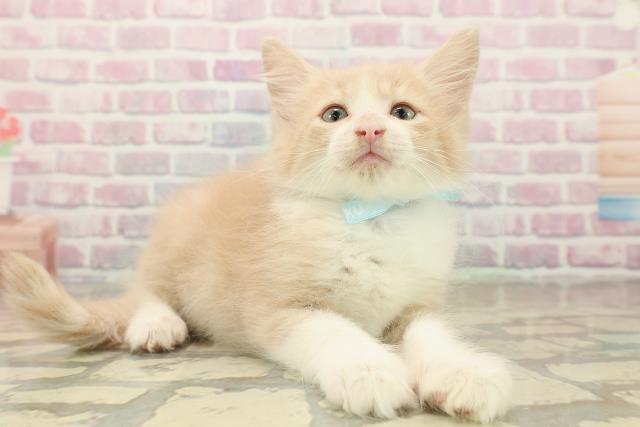 東京都のノルウェージャンフォレストキャット (Coo&RIKU阿佐ヶ谷店/2025年10月5日生まれ/男の子/クリームタビーホワイト)の子猫の3枚目の画像