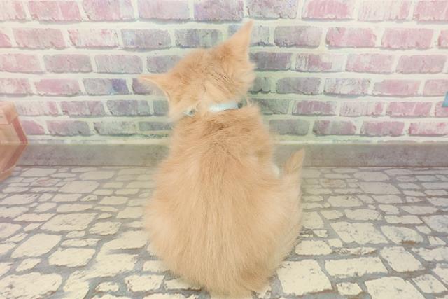 東京都のノルウェージャンフォレストキャット (Coo&RIKU阿佐ヶ谷店/2025年10月5日生まれ/男の子/クリームタビーホワイト)の子猫の4枚目の画像