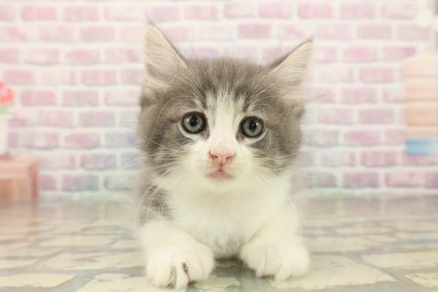 東京都のノルウェージャンフォレストキャット (Coo&RIKU三軒茶屋店/2025年10月5日生まれ/男の子/ブルータビーホワイト)の子猫の1枚目の画像