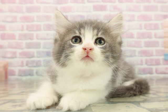 東京都のノルウェージャンフォレストキャット (Coo&RIKU三軒茶屋店/2025年10月5日生まれ/男の子/ブルータビーホワイト)の子猫の2枚目の画像