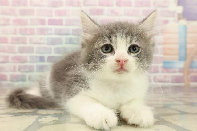 東京都のノルウェージャンフォレストキャット (Coo&RIKU三軒茶屋店/2025年10月5日生まれ/男の子/ブルータビーホワイト)の子猫の3枚目の画像