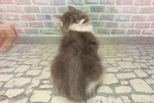 東京都のノルウェージャンフォレストキャット (Coo&RIKU三軒茶屋店/2025年10月5日生まれ/男の子/ブルータビーホワイト)の子猫の4枚目の画像