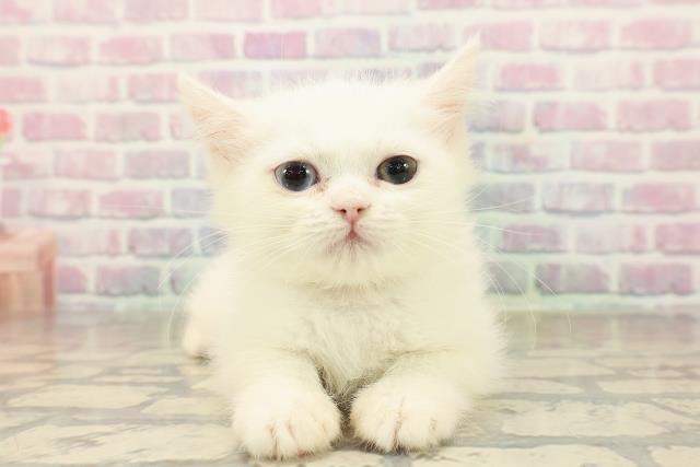 神奈川県のミヌエット (Coo&RIKU長津田店/2025年9月19日生まれ/女の子/ホワイト)の子猫の1枚目の画像