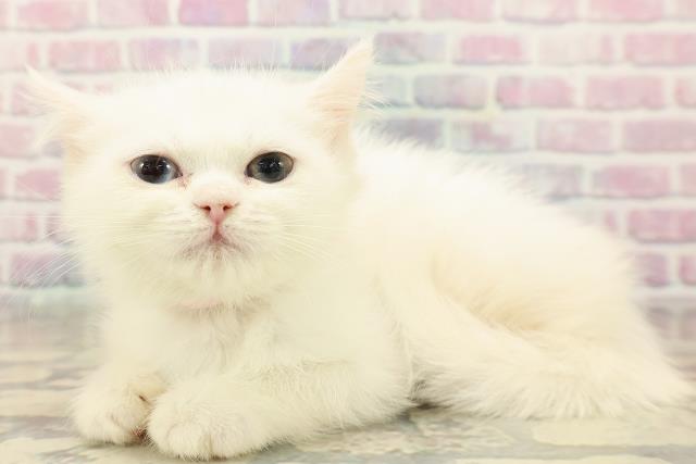 神奈川県のミヌエット (Coo&RIKU長津田店/2025年9月19日生まれ/女の子/ホワイト)の子猫の2枚目の画像