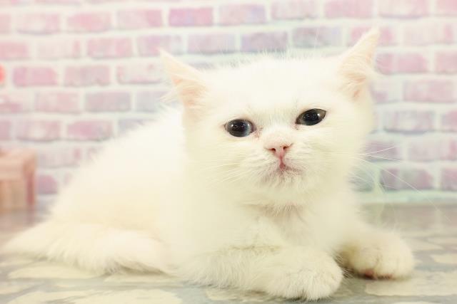 神奈川県のミヌエット (Coo&RIKU長津田店/2025年9月19日生まれ/女の子/ホワイト)の子猫の3枚目の画像