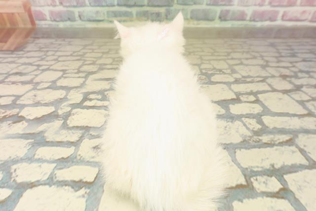 神奈川県のミヌエット (Coo&RIKU長津田店/2025年9月19日生まれ/女の子/ホワイト)の子猫の4枚目の画像