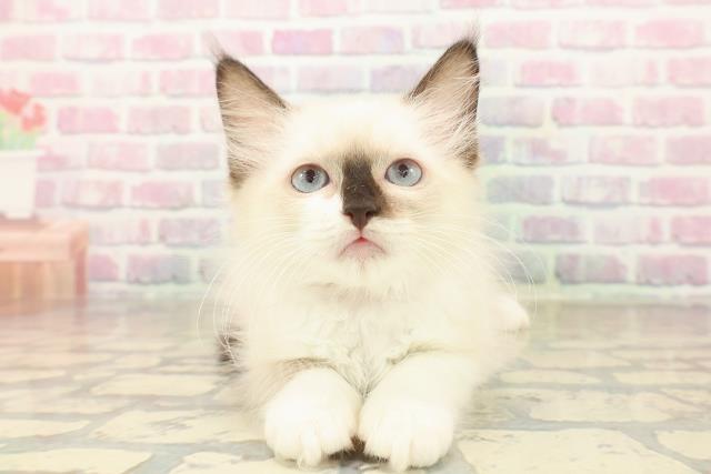 長野県のラグドール (Coo&RIKU松本店/2025年9月21日生まれ/女の子/シールポイントミテッド)の子猫の1枚目の画像