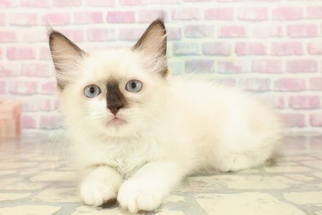 長野県のラグドール (Coo&RIKU松本店/2025年9月21日生まれ/女の子/シールポイントミテッド)の子猫の2枚目の画像