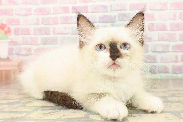 長野県のラグドール (Coo&RIKU松本店/2025年9月21日生まれ/女の子/シールポイントミテッド)の子猫の3枚目の画像