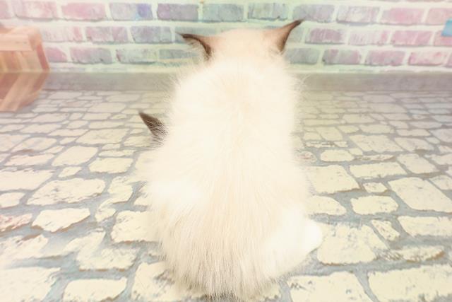 長野県のラグドール (Coo&RIKU松本店/2025年9月21日生まれ/女の子/シールポイントミテッド)の子猫の4枚目の画像