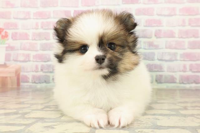 山形県のポメラニアン (Coo&RIKUイオンタウン酒田店/2025年10月3日生まれ/女の子/パーティーカラー)の子犬