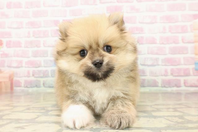 青森県のポメラニアン (Coo&RIKU青森店/2025年10月3日生まれ/女の子/クリームセーブル)の子犬