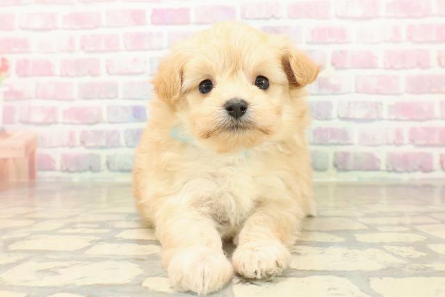 東京都のポメプー(ポメラニアン×プードル) (Coo&RIKU武蔵小山店/2025年10月3日生まれ/男の子/アプリコット)の子犬の1枚目の画像