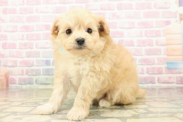 東京都のポメプー(ポメラニアン×プードル) (Coo&RIKU武蔵小山店/2025年10月3日生まれ/男の子/アプリコット)の子犬の2枚目の画像