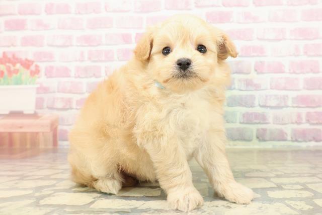 東京都のポメプー(ポメラニアン×プードル) (Coo&RIKU武蔵小山店/2025年10月3日生まれ/男の子/アプリコット)の子犬の3枚目の画像