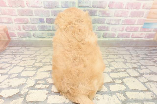 東京都のポメプー(ポメラニアン×プードル) (Coo&RIKU武蔵小山店/2025年10月3日生まれ/男の子/アプリコット)の子犬の4枚目の画像