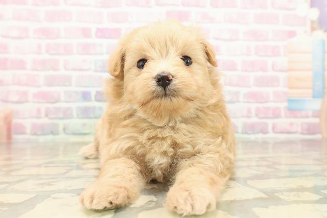 東京都のポメプー(ポメラニアン×プードル) (Coo&RIKUフレスポ住吉店/2025年10月3日生まれ/男の子/アプリコット)の子犬の1枚目の画像