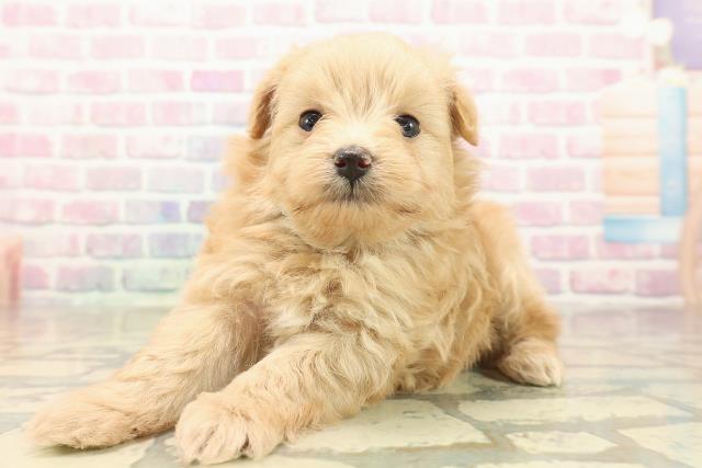 東京都のポメプー(ポメラニアン×プードル) (Coo&RIKUフレスポ住吉店/2025年10月3日生まれ/男の子/アプリコット)の子犬の2枚目の画像