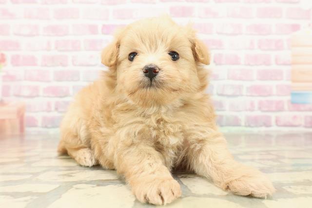 東京都のポメプー(ポメラニアン×プードル) (Coo&RIKUフレスポ住吉店/2025年10月3日生まれ/男の子/アプリコット)の子犬の3枚目の画像