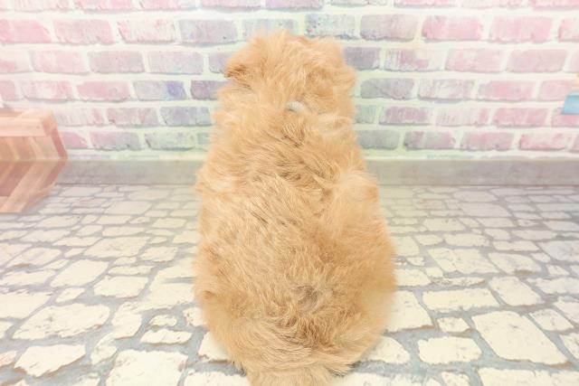 東京都のポメプー(ポメラニアン×プードル) (Coo&RIKUフレスポ住吉店/2025年10月3日生まれ/男の子/アプリコット)の子犬の4枚目の画像