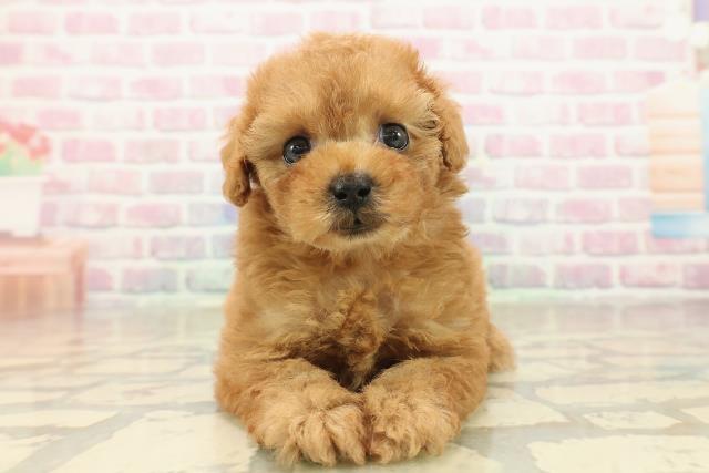 東京都のトイプードル(トイ) (Coo&RIKU赤坂店/2025年10月3日生まれ/女の子/レッド)の子犬の1枚目の画像