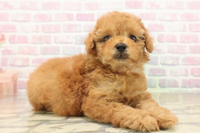 東京都のトイプードル(トイ) (Coo&RIKU赤坂店/2025年10月3日生まれ/女の子/レッド)の子犬の3枚目の画像