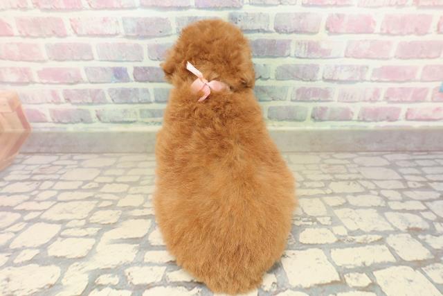 東京都のトイプードル(トイ) (Coo&RIKU赤坂店/2025年10月3日生まれ/女の子/レッド)の子犬の4枚目の画像