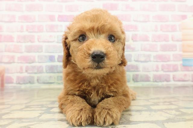 山形県のトイプードル(トイ) (Coo&RIKUイオンタウン酒田店/2025年10月3日生まれ/女の子/レッド)の子犬