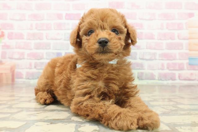 東京都のトイプードル(トイ) (Coo&RIKU大久保店/2025年10月3日生まれ/男の子/レッド)の子犬の3枚目の画像