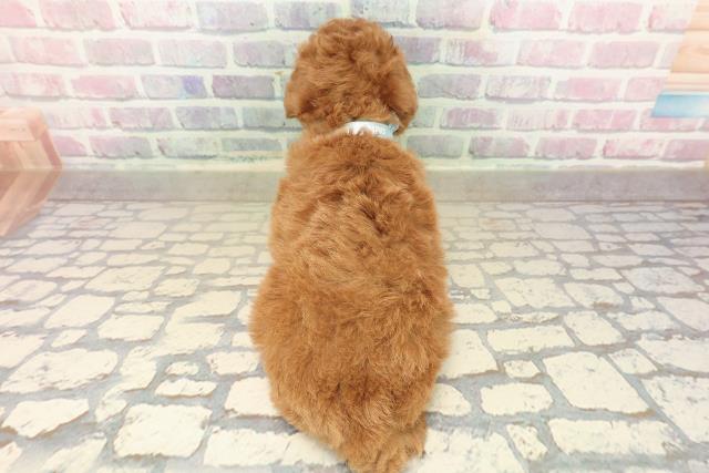 東京都のトイプードル(トイ) (Coo&RIKU大久保店/2025年10月3日生まれ/男の子/レッド)の子犬の4枚目の画像