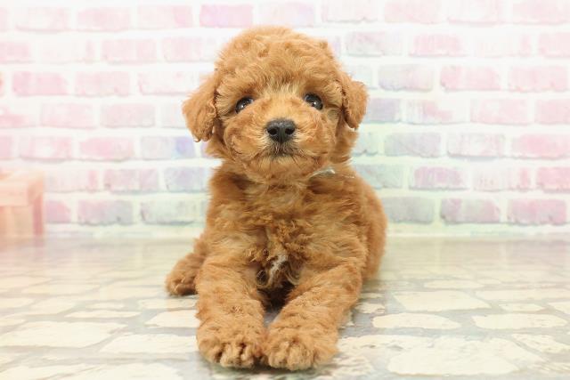 トイ・プードル